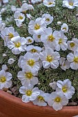 SAXIFRAGA BURSERIANA  GEOFFREY GOLD