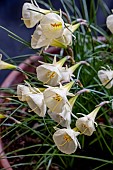 NARCISSUS ARTIC BELLS