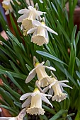 NARCISSUS SPRITE