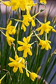 NARCISSUS PEREZ-CHISCANOI