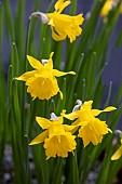 NARCISSUS PEREZ-CHISCANOI
