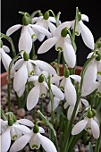 GALANTHUS STRAFFEN