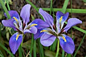 IRIS UNGUICULARIS MARY BARNARD AGM