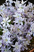 SCILLA MISCHTSCHENKOANA