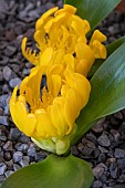 DAUBENYA AUREA