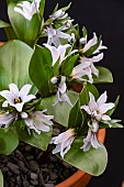 FRITILLARIA STENANTHERA