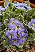 PRIMULA ARDUAINE
