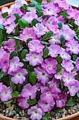 PRIMULA SONNY EVANS