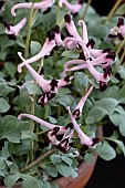 CORYDALIS POPOVII
