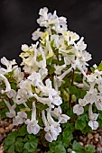 CORYDALIS MALKENSIS