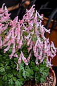 CORYDALIS SOLIDA BETH EVANS