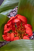 DAUBENYA AUREA VAR. COCCINEA
