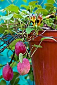 FUCHSIA PROCUMBENS - SMALL FLOWERS LARGE FRIUT