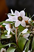 FRITILLARIA STENANTHERA