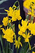 NARCISSUS DIANA ROSE