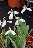 GALANTHUS FIELDGATE TIFFANY