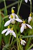 GALANTHUS SPINDLESTONE SURPRISE