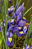 IRIS RETICULATA EDWARD
