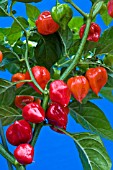 PEPPER SCOTCH BONNET - CAPSICUM CHINENSE