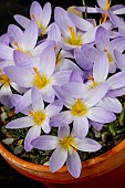 CROCUS AERIUS