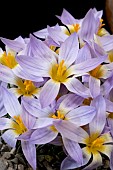CROCUS DALMATICUS