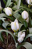 TULIPA POLYCHROMA
