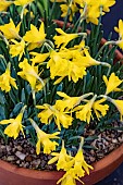 NARCISSUS ASTURENSIS