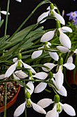GALANTHUS  CLARE BLAKEWAY PHILLIPS