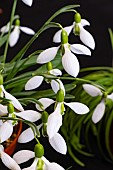 GALANTHUS CLARE BLAKEWAY PHILLIPS