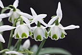 GALANTHUS NERISSA