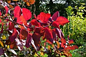 COTINUS GRACE