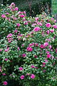 CAMELLIA X WILLIAMSII ANTICIPATION