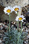 RHODANTHEMUM CATANANCHE TIZI-N-TICHKA