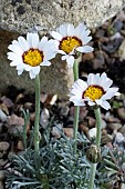 RHODANTHEMUM CATANANCHE TIZI-N-TICHKA