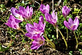 COLCHICUM ROSY DAWN AGM