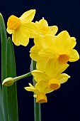 NARCISSUS GRAND SOLEIL DOR