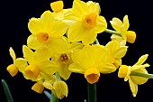 NARCISSUS GRAND SOLEIL DOR