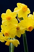 NARCISSUS GRAND SOLEIL DOR