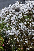 MAGNOLIA STELLATA