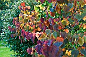 CERCIS CANADENSIS