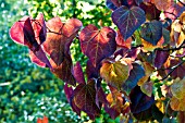 CERCIS CANADENSIS