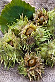 CORYLUS COLURNA FRUITS