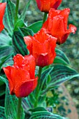 TULIPA RED RIDING HOOD AGM