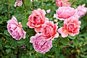 ROSA PRINCESS ALEXANDER OF KENT