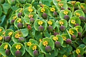 EUPHORBIA MYRSINITES SEED HEADS