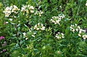 COLLOMIA GRANDIFLORA