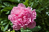 PAEONIA PINK PARFAIT