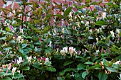 LONICERA JAPONICA VAR REPENS