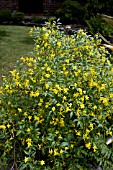 JASMINUM HUMILE