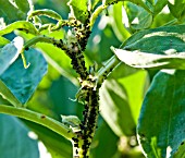 BLACKFLY ON BROAD BEANS